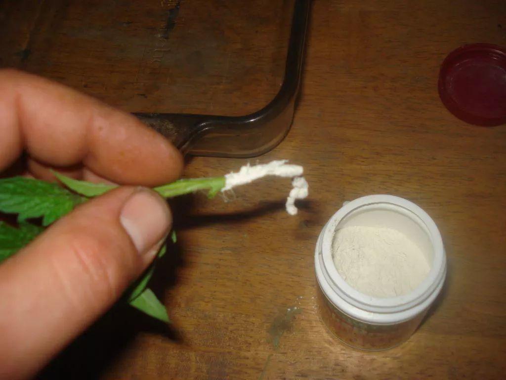 学会这种植物扦插的方法, 路边剪一段枝条插在土壤中就能变盆栽