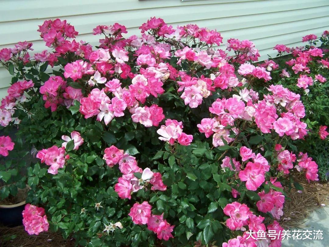 栽种月季注意这5个事项, 冬季之后就能月月开花了