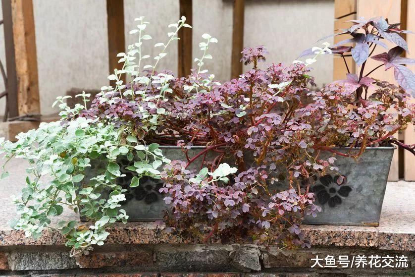 为什么植物移到室内就感染病虫害, 是不是养护方法有问题?
