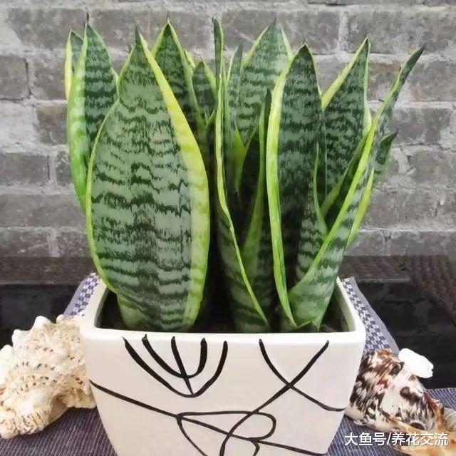 春夏季节养室内一两个月不用浇水也能活的盆栽, 特耐阴的绿植