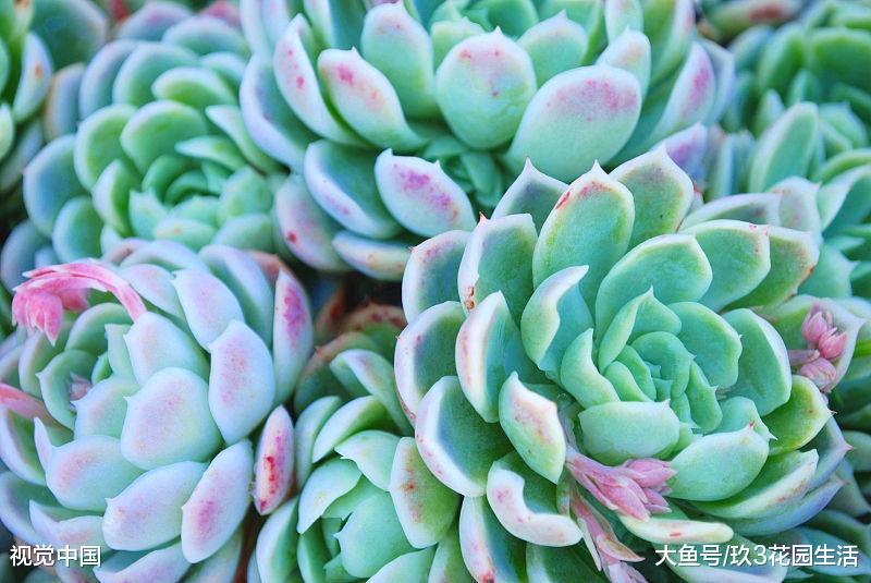 露天种植多肉植物需要注意的那些事儿
