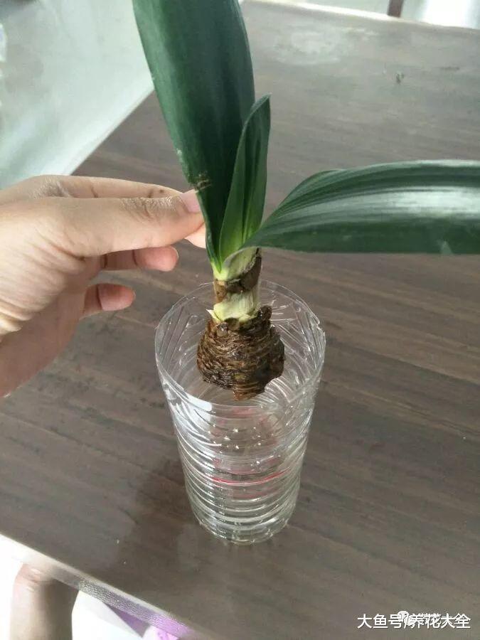 君子兰发财树随手扔水里, 最后还长疯了!