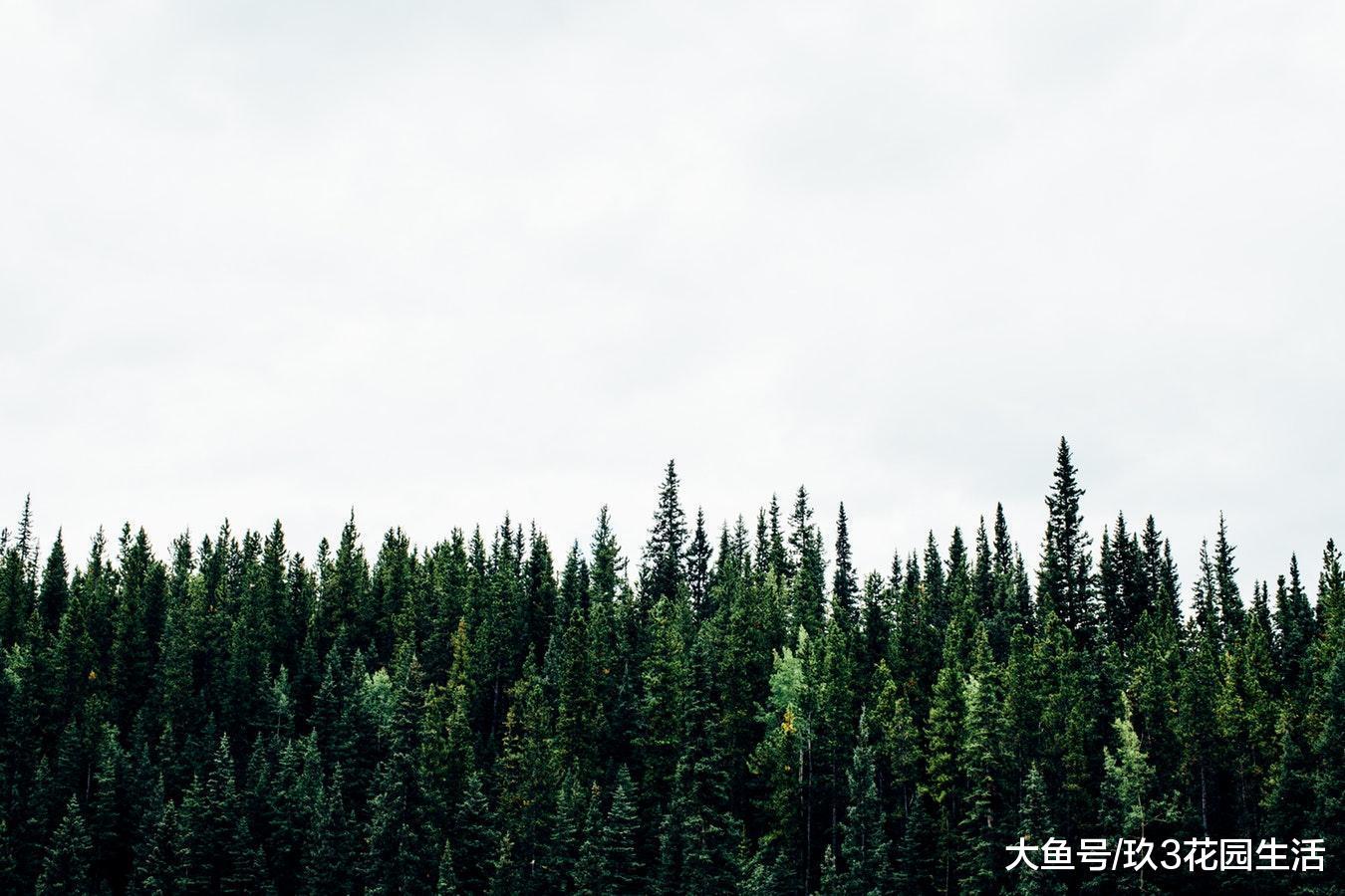 植物的寿命到底有多长? 还魂草的未解之谜