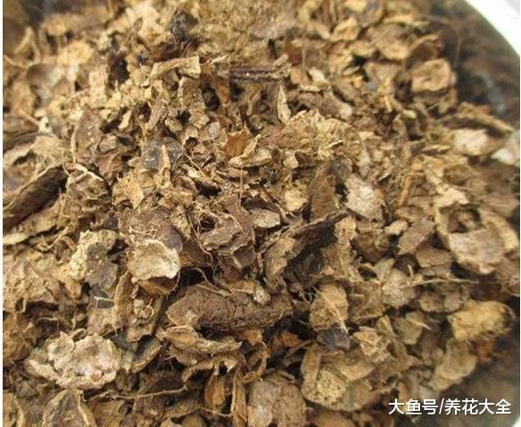 小区垃圾桶捡来的养花料, 盆底一扔, 花开的越来越旺!