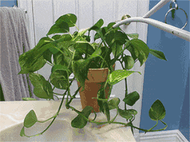 绿萝君子兰浇点它, 花像吃了还魂丹