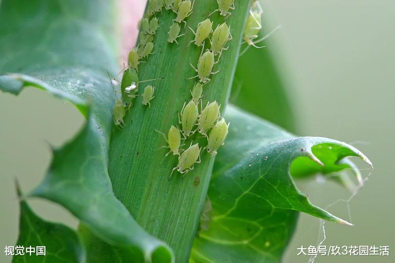 家庭养花中常见的植物虫害(一)