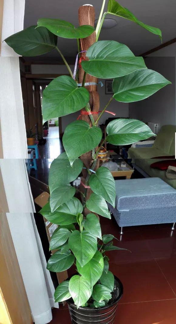 绿萝吊兰绑根绳, 叶子长得大