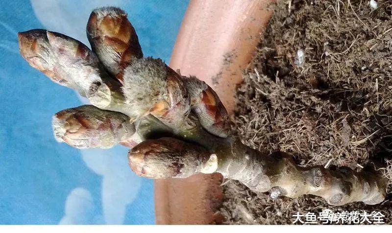 茶花竟是杨树枝, 石蒜冒充牡丹, 花骗子招数大揭秘!