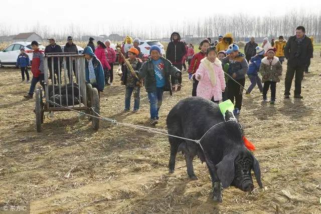 “二月里没九，饿死鸡和狗”！老辈人的预测，到底准不准？