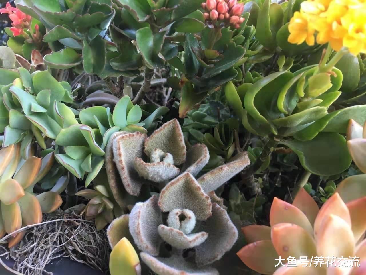 和多肉植物种在一起的长寿花，平