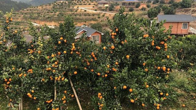 阳山生态桔采摘正当时，美食美景享不尽。