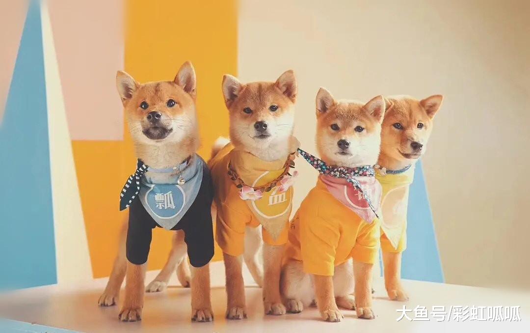 中秋佳节，也迎来蘑菇4子“锅碗