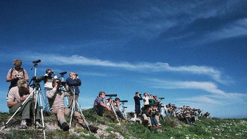 RSPB警告：过去40年，英国麻雀数量出现了惊人下降，原因未知