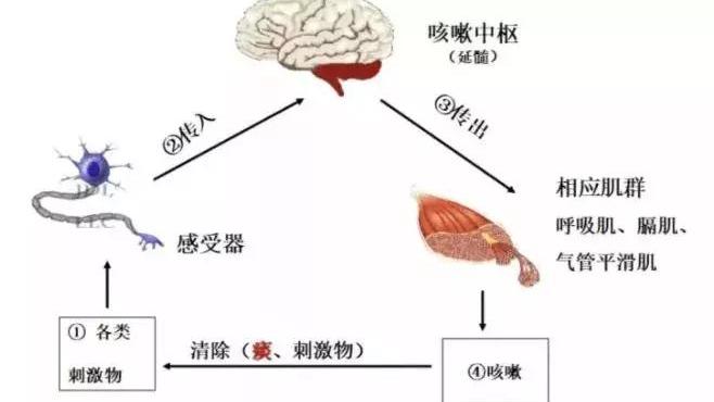 咳咳咳……宝宝又咳嗽啦,儿科博士张琪提醒一定要重视