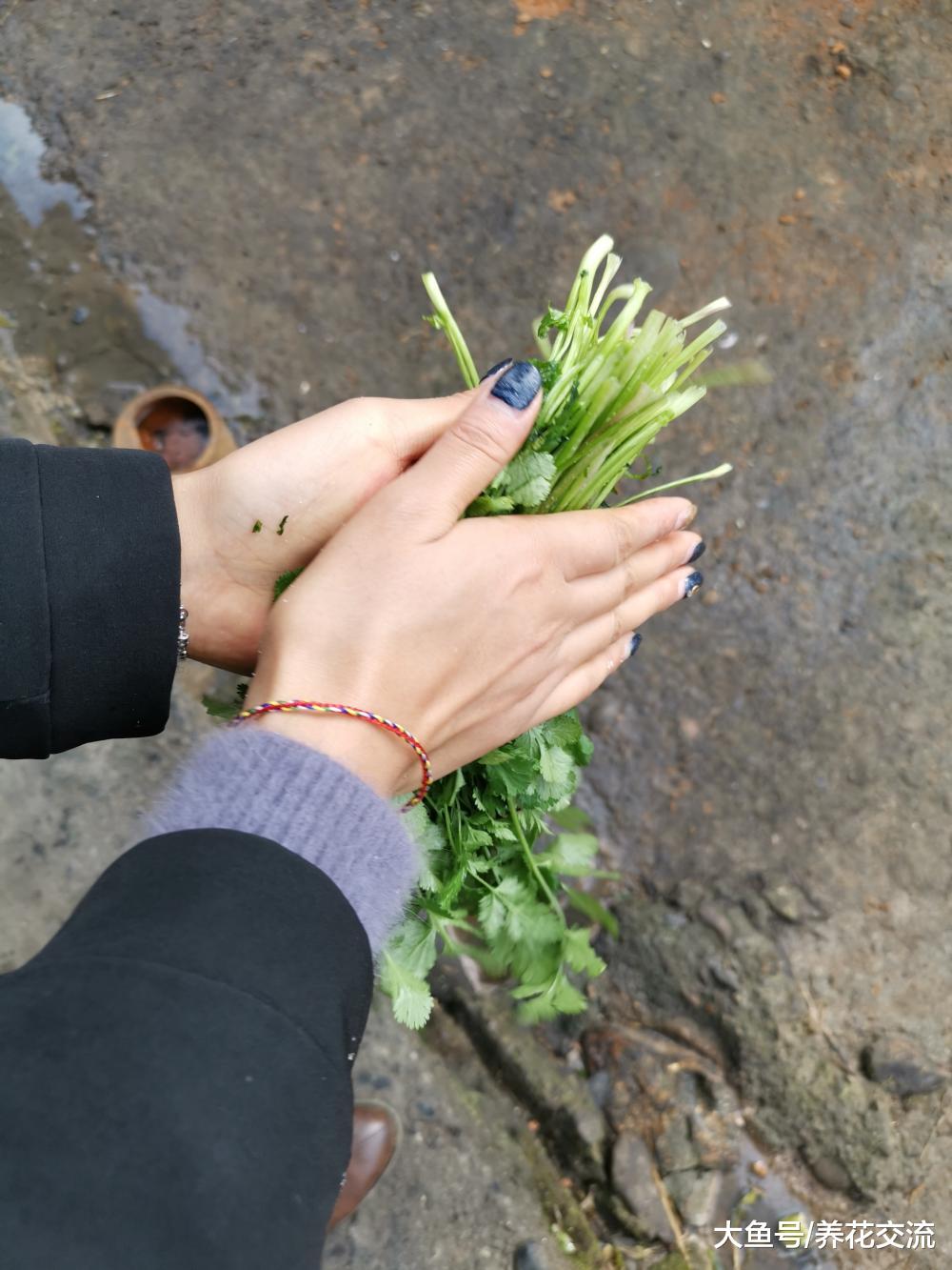 自己在阳台上栽种的芹菜，选择鲜