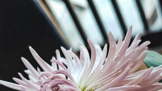 碾压同价位手机拍摄效果 OPPO Reno2影像实测究竟强在哪