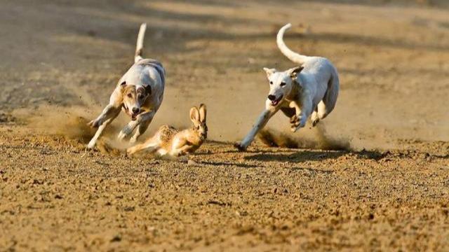 梦境追逐，揭秘梦见狗追背后的深层含义与潜在奖赏