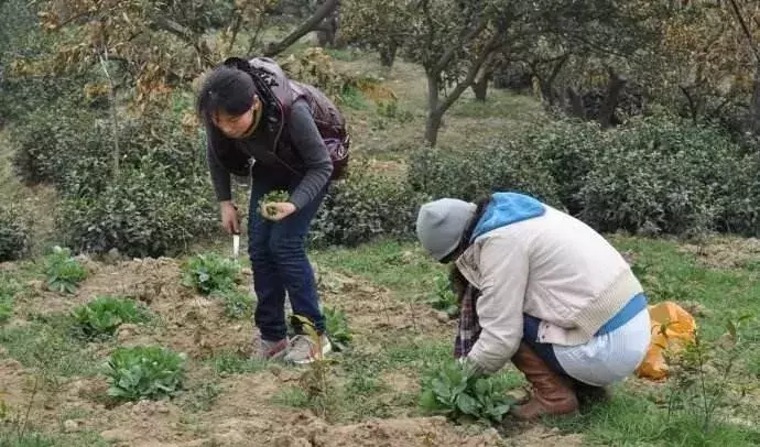 别嫌它苦味重?却是肝病的“解毒王”,每天吃一点,肝病不来扰!