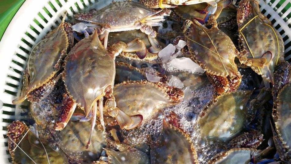 ​梭子蟹的另类吃法，不蒸不炒不开火，网友：一般人接受不了