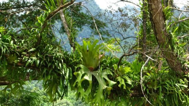 一种没有叶柄，叶片很厚长着犄角的“奇怪”植物！