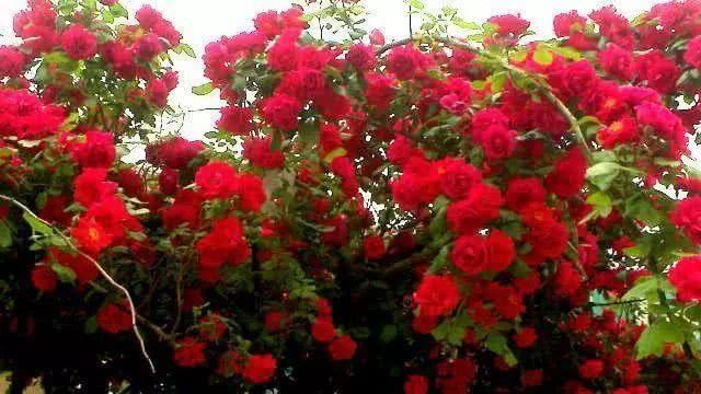 最适合阳台、院子的爬藤花卉，香过茉莉花，比月季还要美