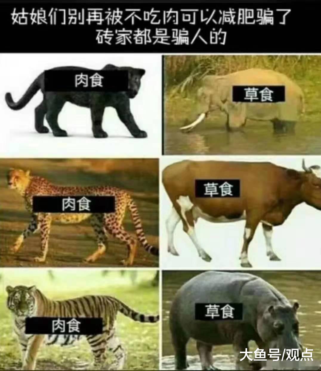 【吃肉才能减肥！】快看！！！[