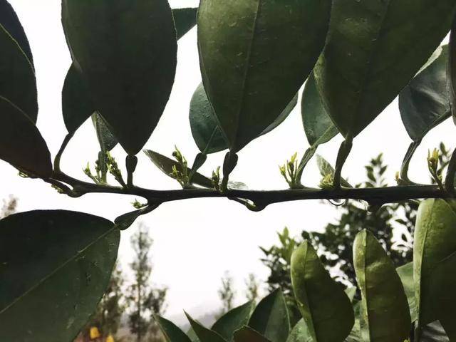 农技：春季果园管理，这些步骤一步都不能少！