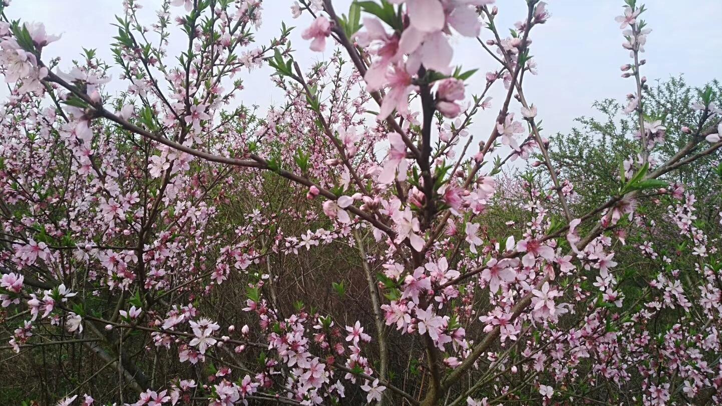 湖南邵东最美桃花园，距县城仅30分钟车程，万朵桃花免费观赏！