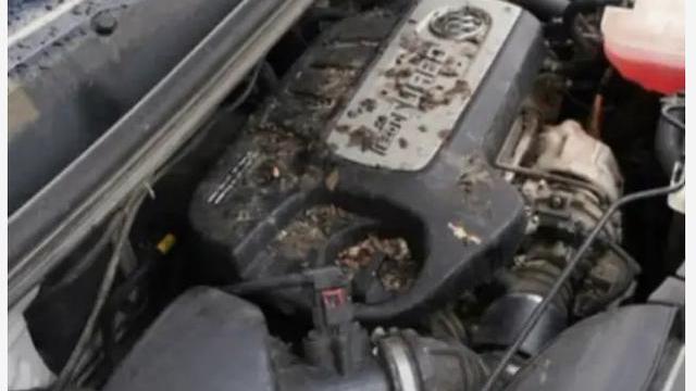 吉林男子，一开车时有股难闻气味，检查一看老鼠在上面搭上了窝？