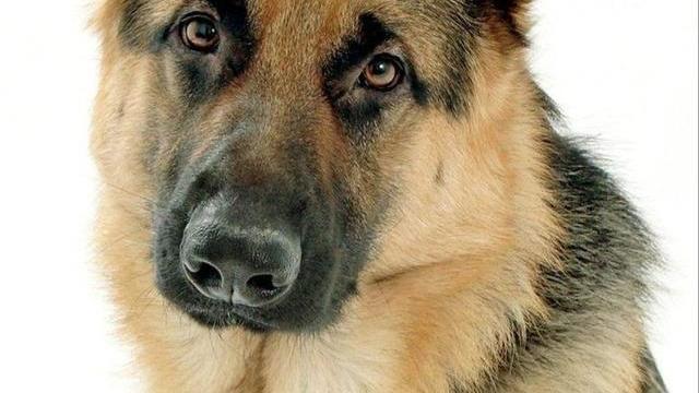 忠犬卡儿的故事