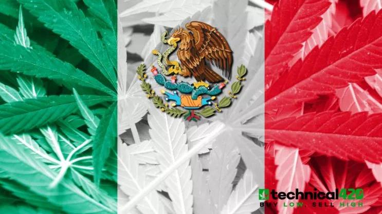 福布斯世界纪录播报：墨西哥或成世界最大的大麻合法化国家