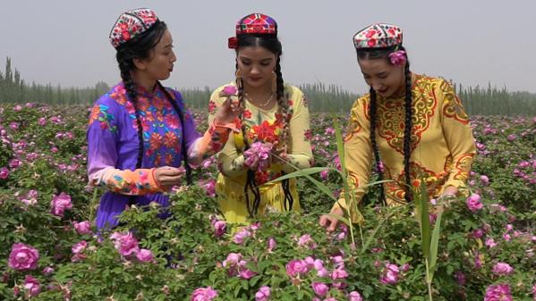 沙漠中竟然也能长出玫瑰花？