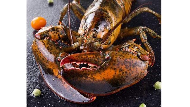 世界七大顶级的龙虾 澳洲龙虾仅排第五，第一为波士顿龙虾