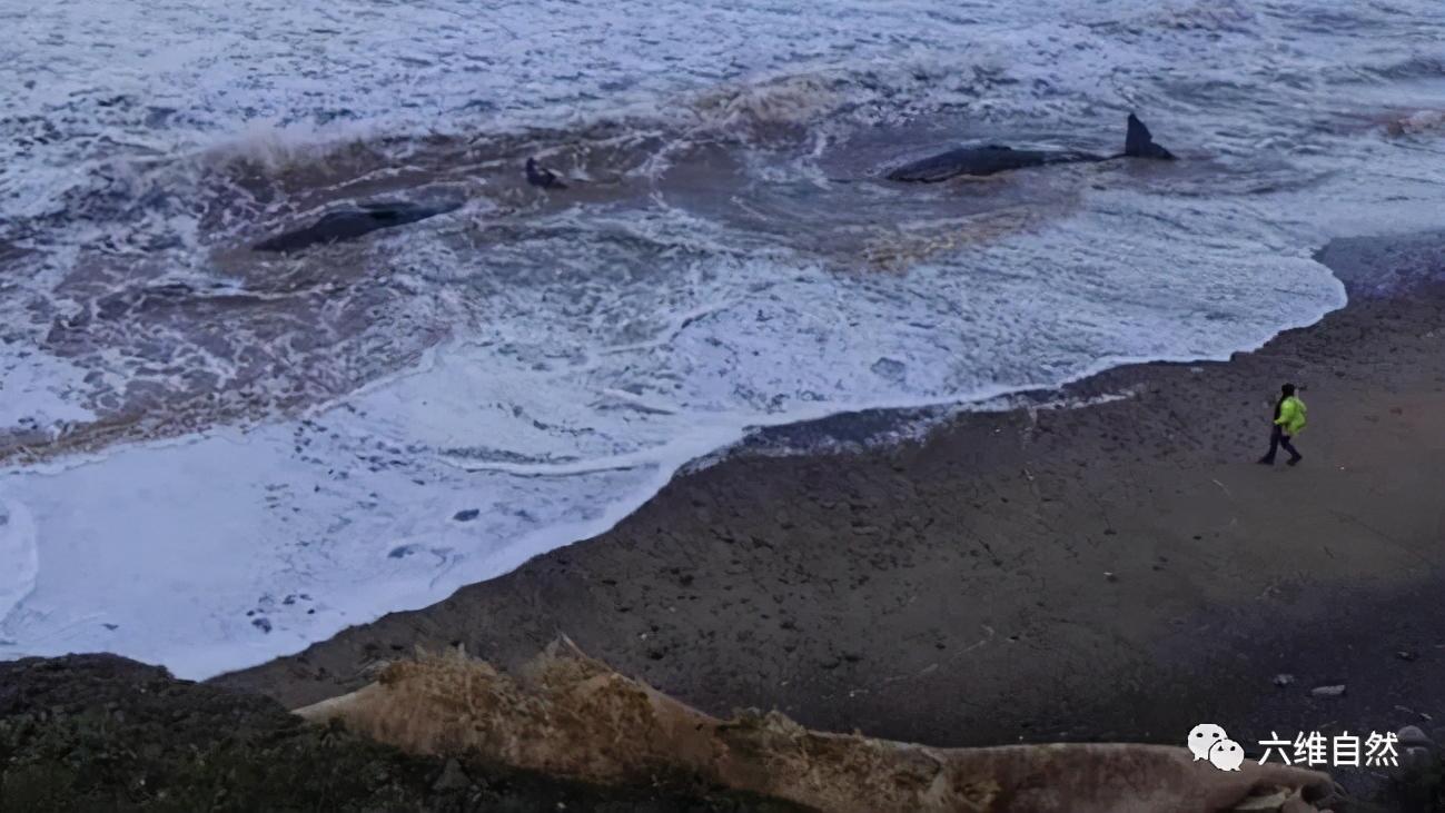 六维自然 英一海滩发现十头抹香鲸搁浅，难于及时救助，至于搁浅的原因未明