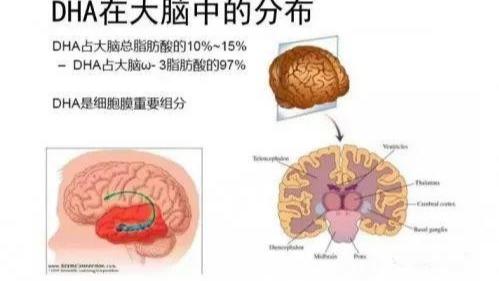 奶粉里的DHA和ARA并不是越多越好？其实很多家长都理解错了！