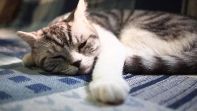猫能预知死亡吗？真的有科学研究！
