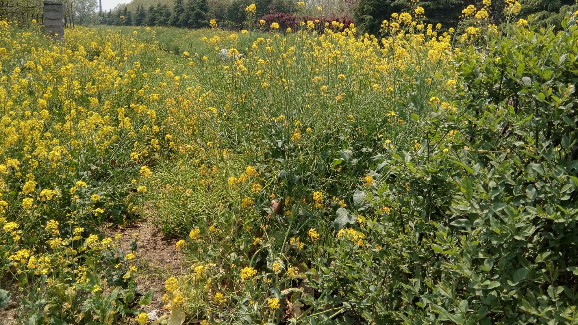 孙氏聚集地：山东汶上