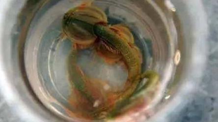 盘点你闻所未闻，世界各种五花八门奇闻趣事