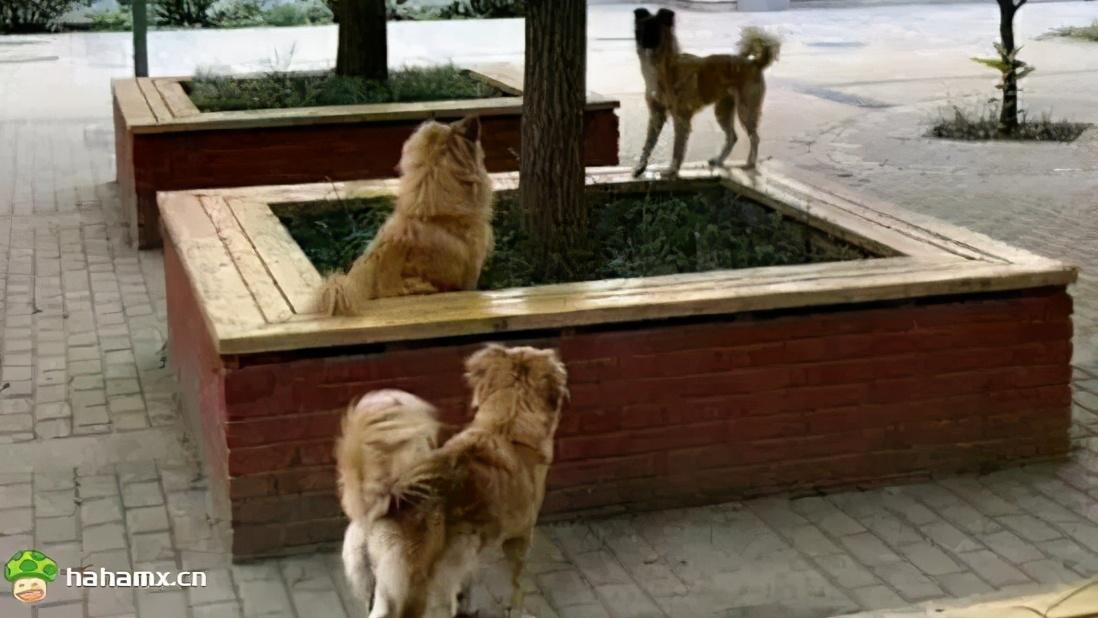 搞笑GIF：哈哈哈哈是我们工作疏忽了，您没对象