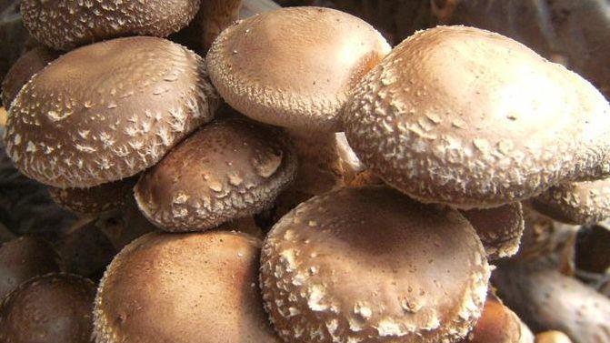 「香菇」老中医最爱的“廉价”食物，比黄金都珍贵，癌细胞如临天敌