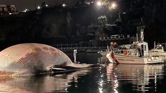 鲸鱼 什么是“鲸爆”？到目前为止人类亲眼目睹过的鲸爆现象有几次？