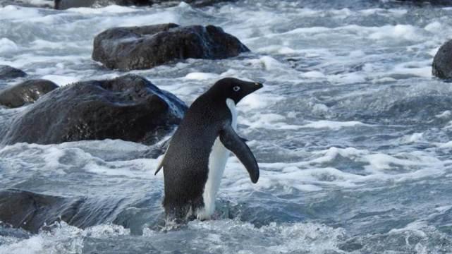 历史第3次！跨越3000公里，南极企鹅到新西兰，现象背后令人深思
