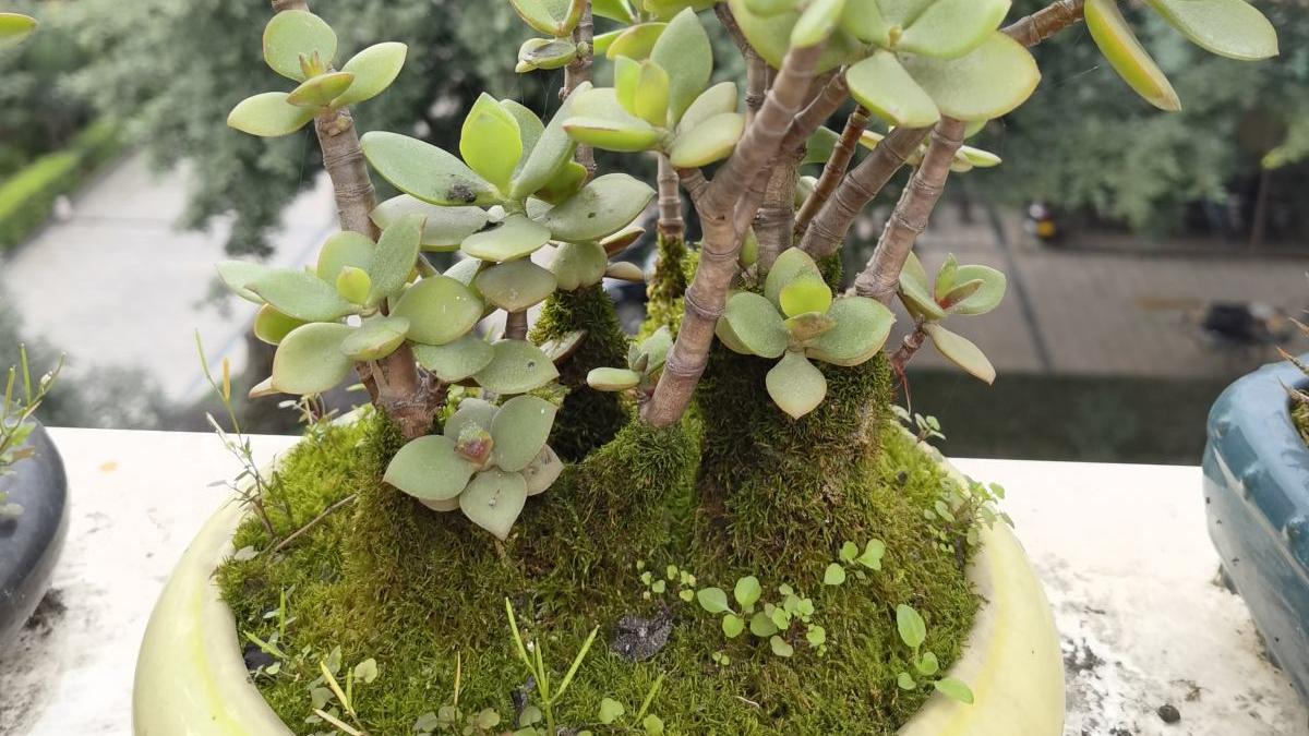 客厅种棵树，子孙一直富，5种树种家里，旺宅旺财