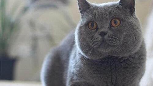 |蓝猫太肥了怎么减肥？