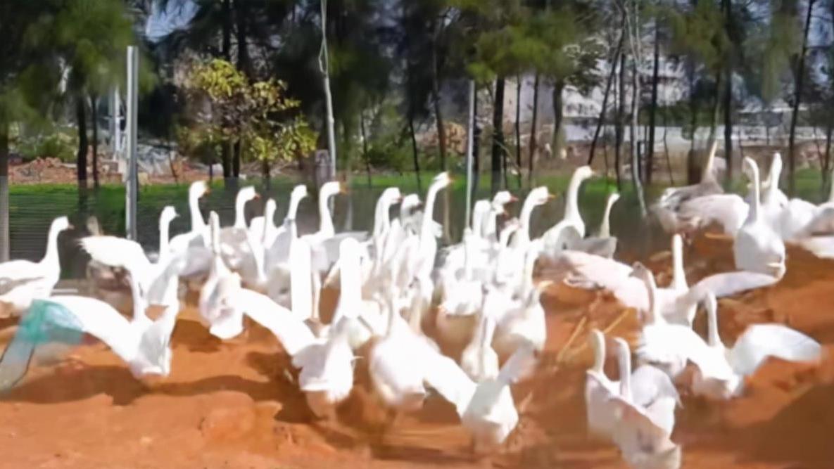 和面|福建土豪老板为吃鹅肉，豪掷200万自建农场，顺便对外卖一锅268元