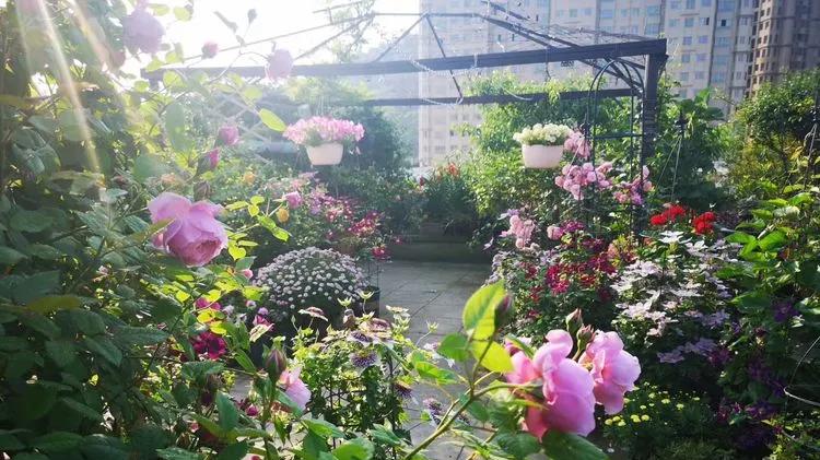 顶楼闲置138㎡露台变废为宝，3年时间变身空中小花园，不想出门了