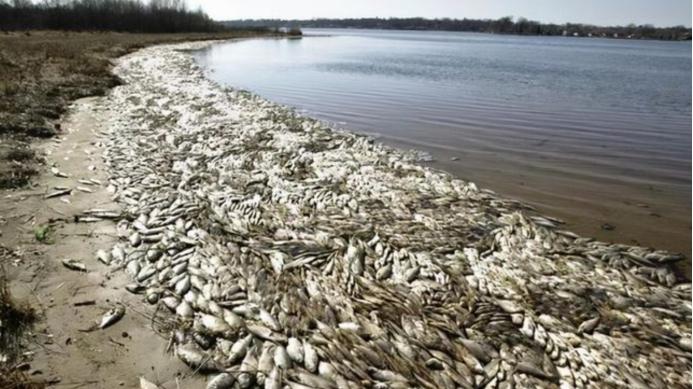 西班牙 西班牙海滩发现20吨死鱼，或与极端天气有关，第六次灭绝会出现吗