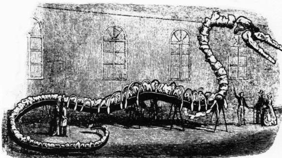 龙王鲸 埃及沙漠发现真龙的墓地？遗骨长达18米，被称为大海洋时代的龙王