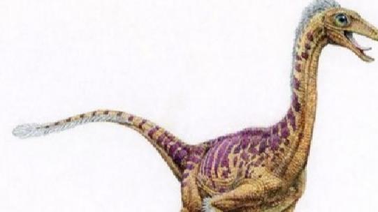 似鸵龙：北美洲小型的食草恐龙，长4.3M