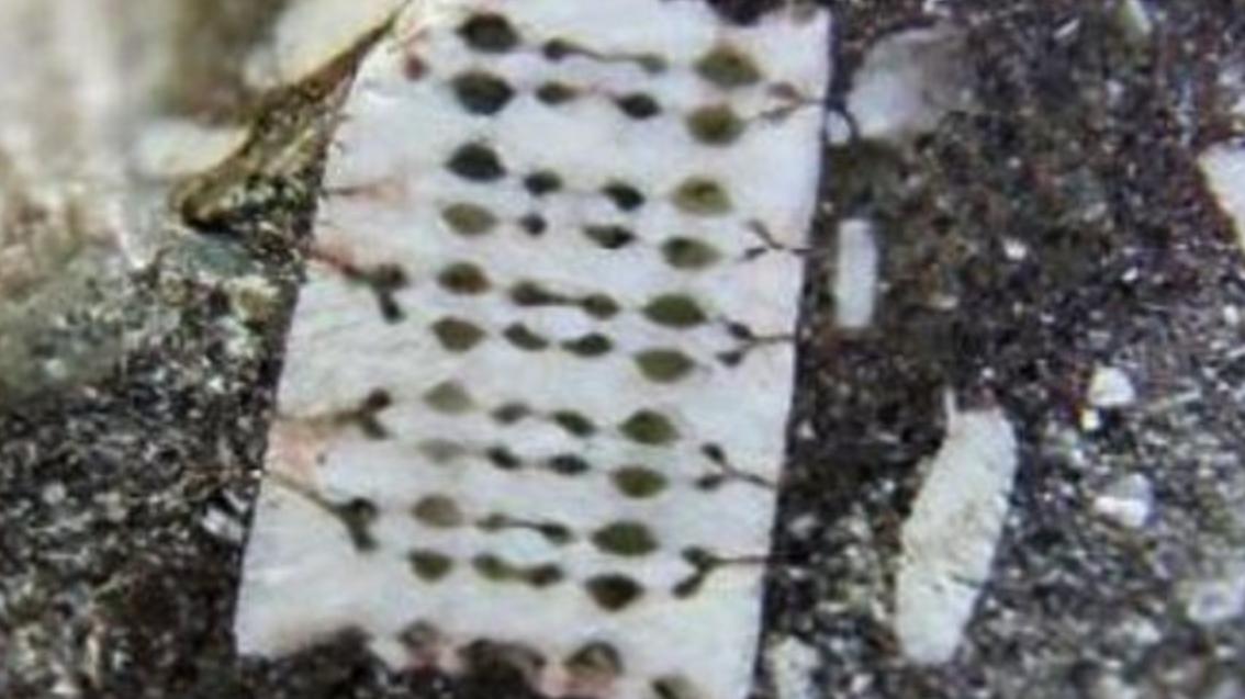 科学家 渔民发现一块特殊“芯片”，距今有2.5亿年，地球文明是否在循环？